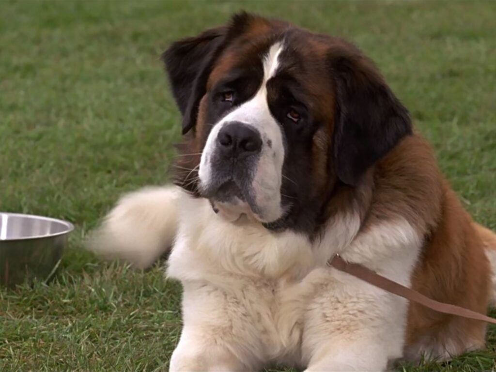 5 Mejores películas sobre perros - Pamppy 5 Mejores películas sobre perros - Pamppy