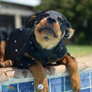 Los perros más cariñosos - Pamppy Los perros más cariñosos - Pamppy
