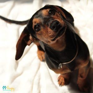 Los perros más cariñosos - Pamppy Los perros más cariñosos - Pamppy