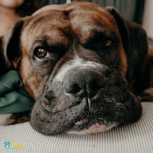 Los perros más cariñosos - Pamppy Los perros más cariñosos - Pamppy
