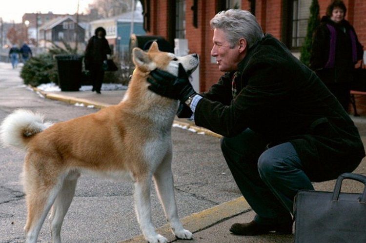 5 Mejores películas sobre perros - Pamppy