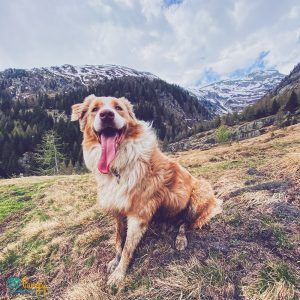 Los perros más cariñosos - Pamppy Los perros más cariñosos - Pamppy