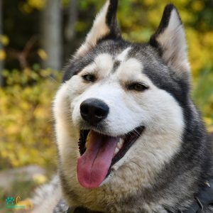 Los perros más cariñosos - Pamppy Los perros más cariñosos - Pamppy