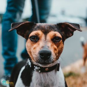 Los perros más cariñosos - Pamppy Los perros más cariñosos - Pamppy