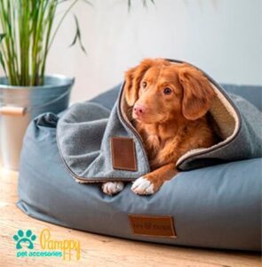 Postoperatorio tras la esterilización canina - Pamppy