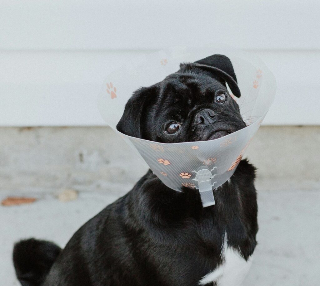 Postoperatorio tras la esterilización canina - Pamppy
