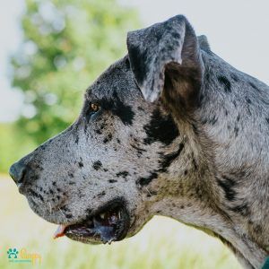 Los perros más cariñosos - Pamppy Los perros más cariñosos - Pamppy