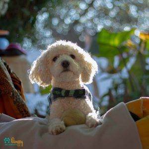 Los perros más cariñosos - Pamppy Los perros más cariñosos - Pamppy