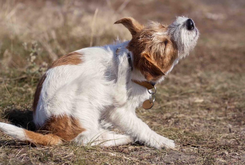 Cómo quitarle las pulgas a tu perro - Pamppy Cómo quitarle las pulgas a tu perro - Pamppy