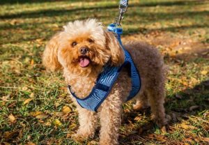 Tipos de arnés para perro ¿cuál es el mejor? - Pamppy