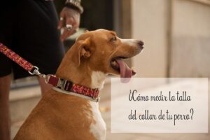 Como saber que talla de collar es mi perro - Pamppy