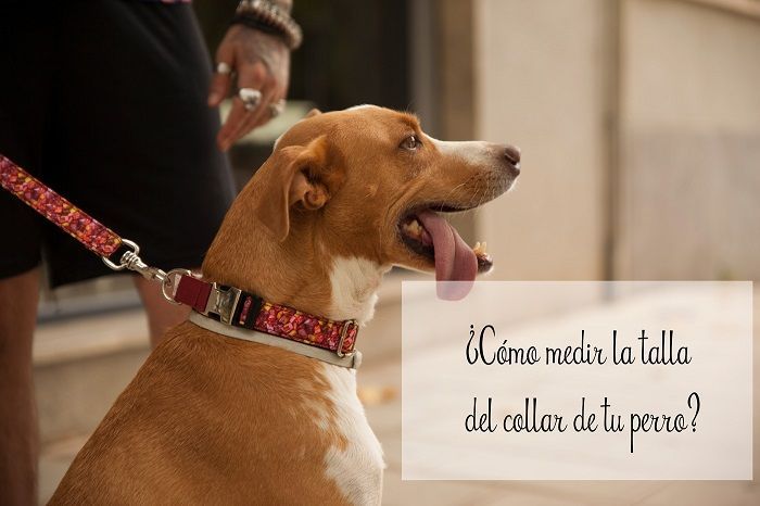 Como saber que talla de collar es mi perro - Pamppy