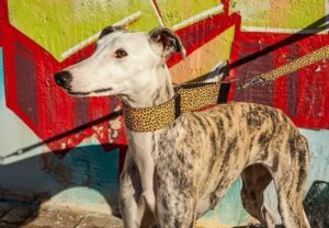 ¿Cuál es el mejor collar para galgo? - Pamppy