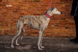 Collar martingale: todo lo que necesitas saber - Pamppy