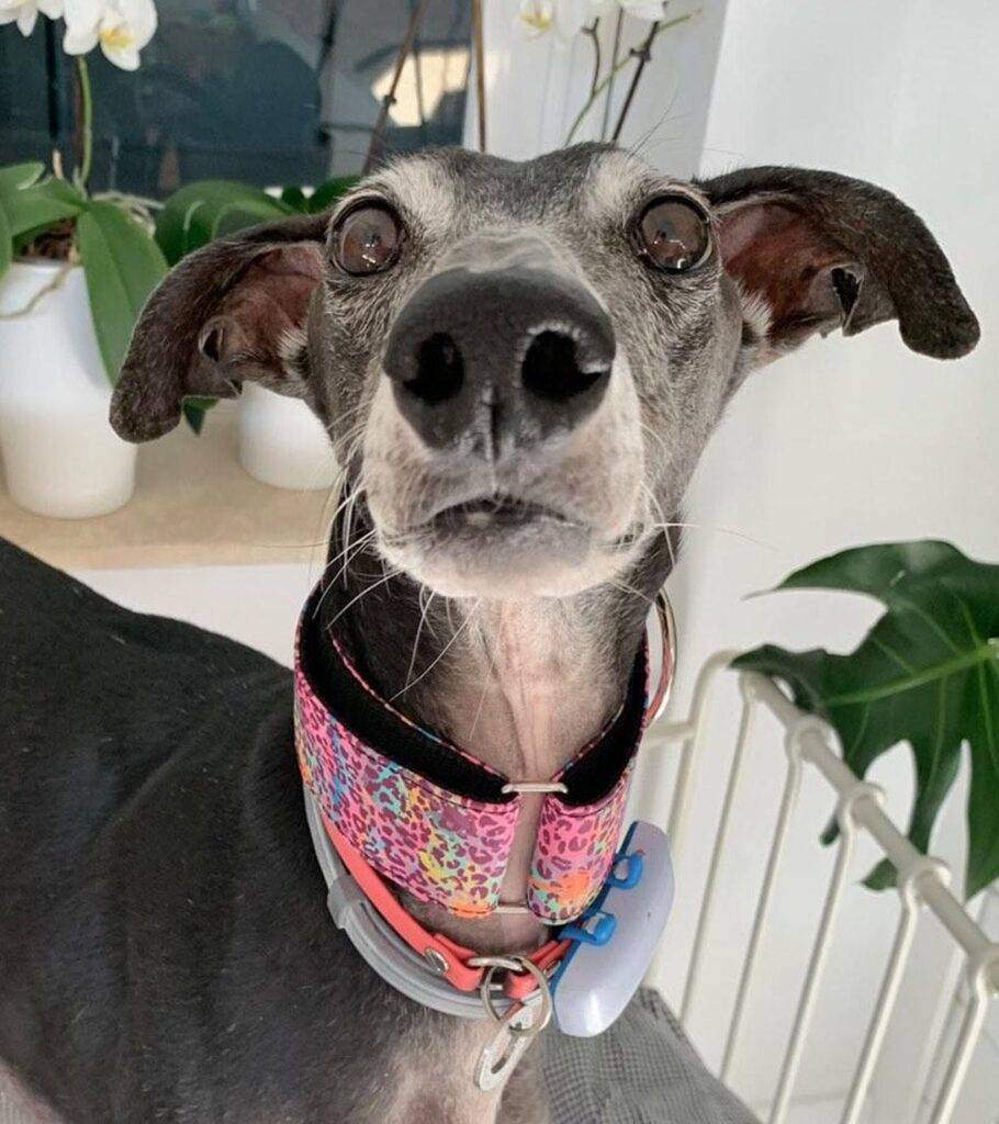 Accesorios para Perro Salchicha, Estilo y Confort para tu Compañero Alargado - Pamppy
