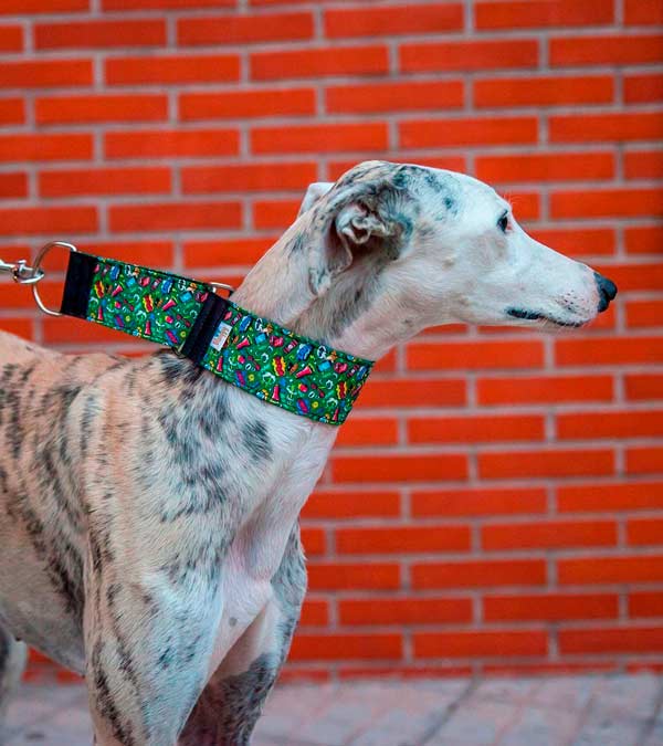Qué Significa Soñar con Perros, Una Ventana al Amor Perruno - Pamppy