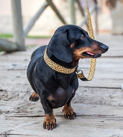 Accesorios para Perro Salchicha, Estilo y Confort para tu Compañero Alargado - Pamppy