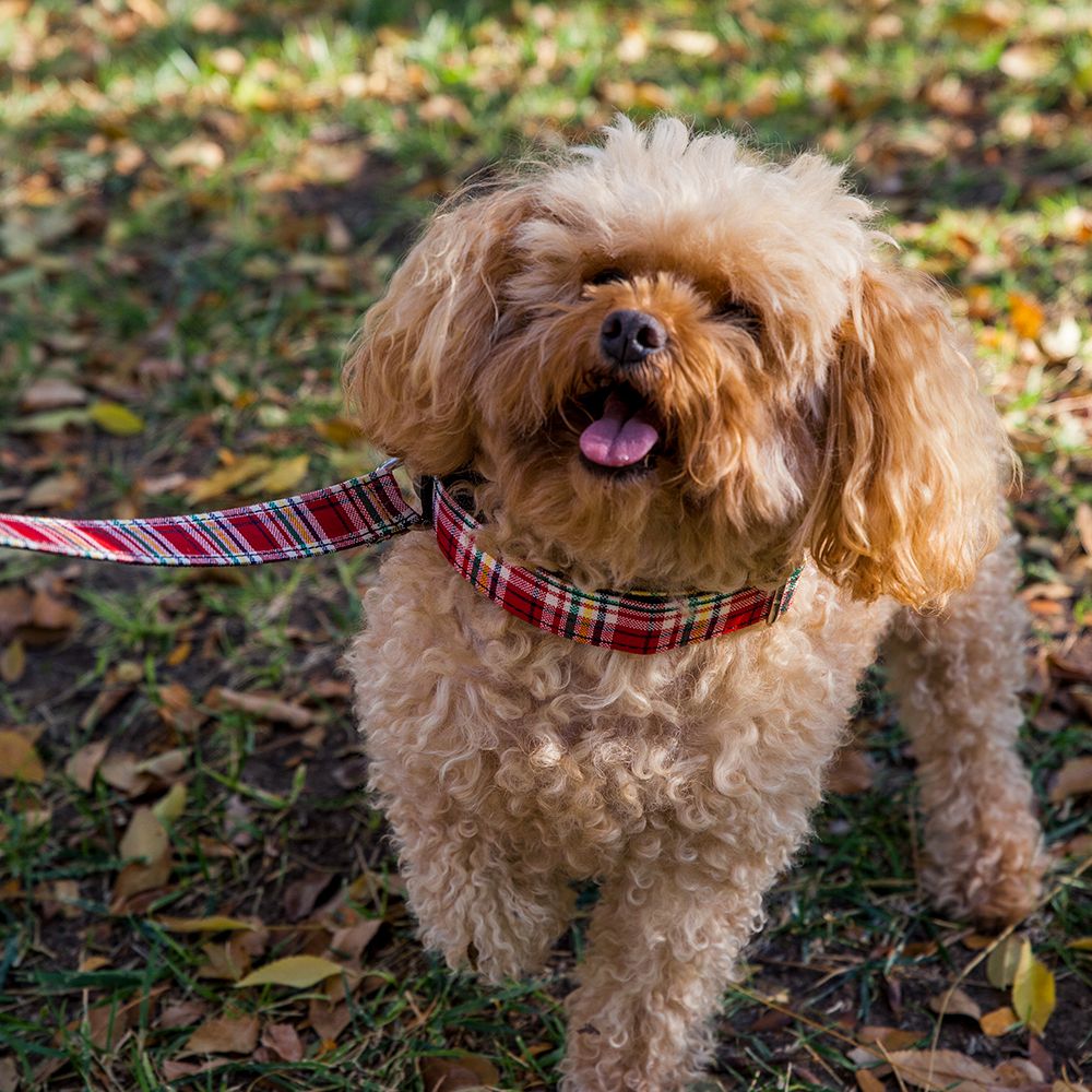 Descubre los Collares Más Trendy para Tu Perro Pequeño y Mediano - Pamppy Descubre los Collares Más Trendy para Tu Perro Pequeño y Mediano - Pamppy