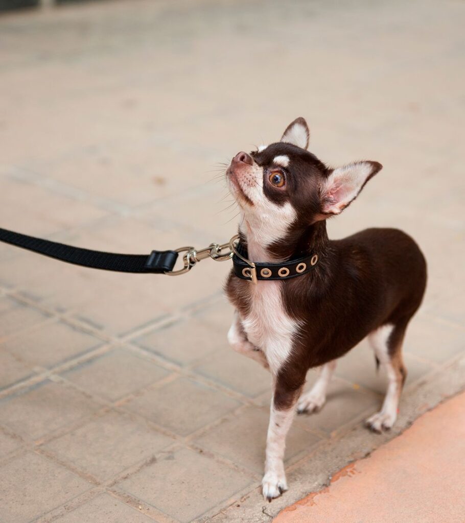 Descubre los Collares Más Trendy para Tu Perro Pequeño y Mediano - Pamppy Descubre los Collares Más Trendy para Tu Perro Pequeño y Mediano - Pamppy