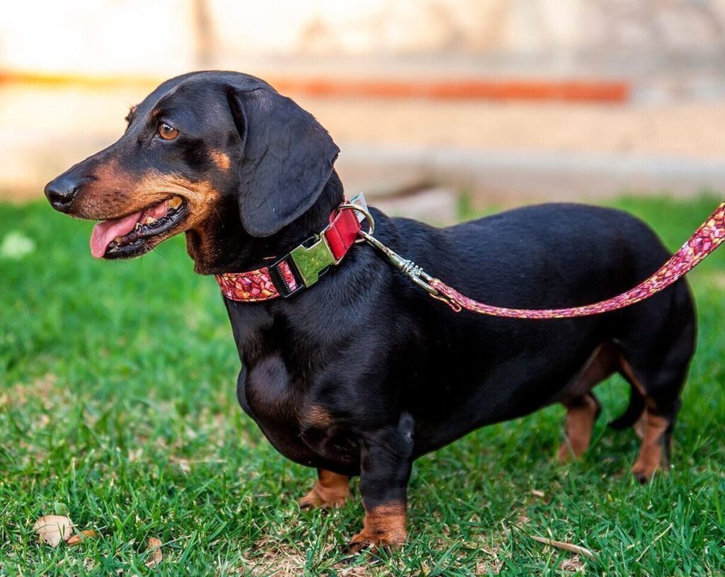 Collar para perro Teckel: seguridad, comodidad y estilo - Pamppy
