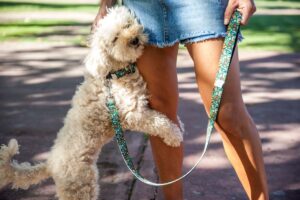 Descubre los Collares Más Trendy para Tu Perro Pequeño y Mediano - Pamppy