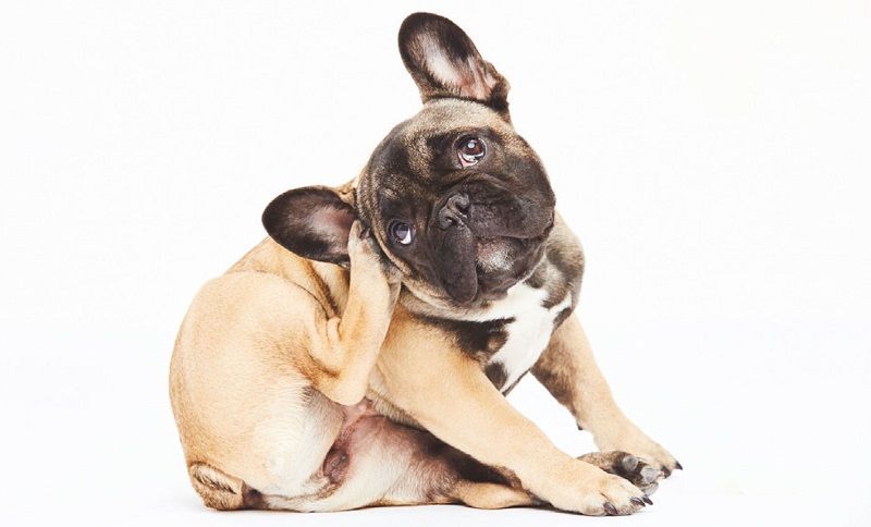 Cómo quitarle las pulgas a tu perro - Pamppy