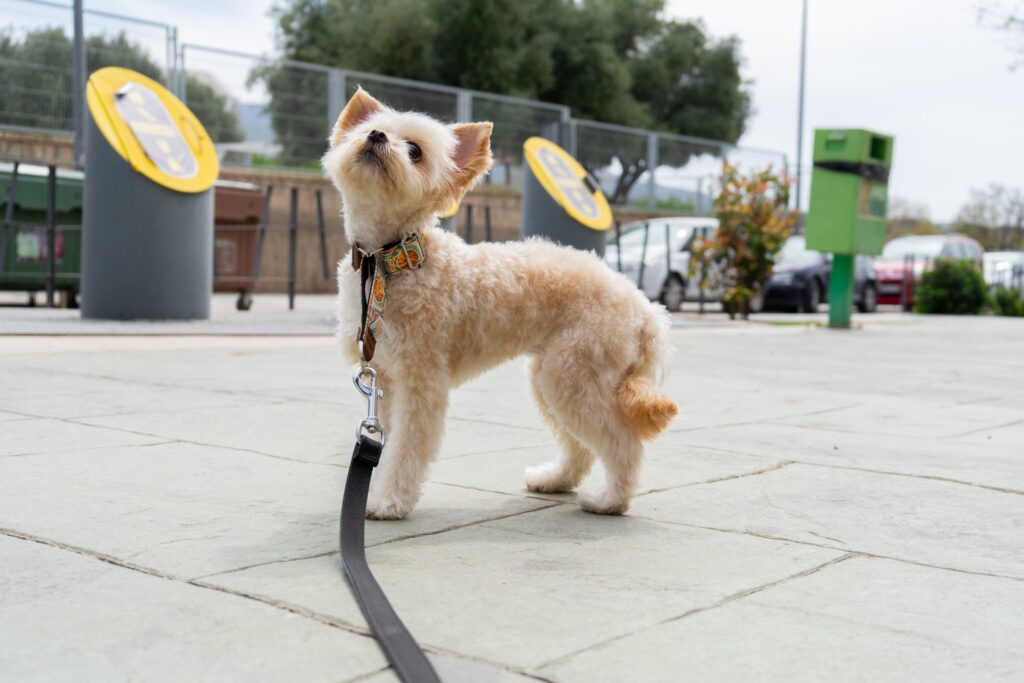 Collares para perros pequeños: seguridad, diseño y comodidad en tamaño mini - Pamppy