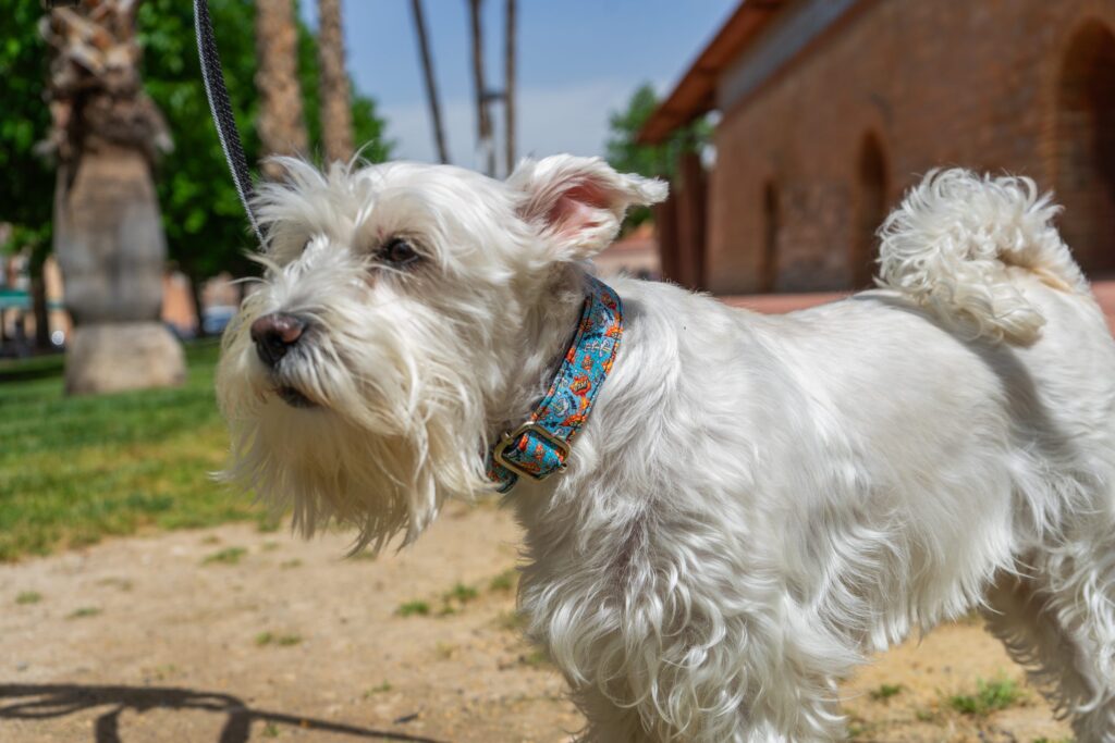 5 collares originales para perros que no encontrarás en Amazon (ni querrás buscar) - Pamppy