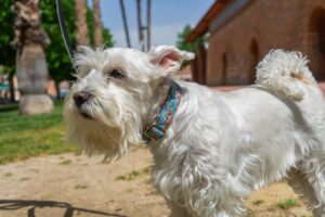 5 collares originales para perros que no encontrarás en Amazon (ni querrás buscar) - Pamppy