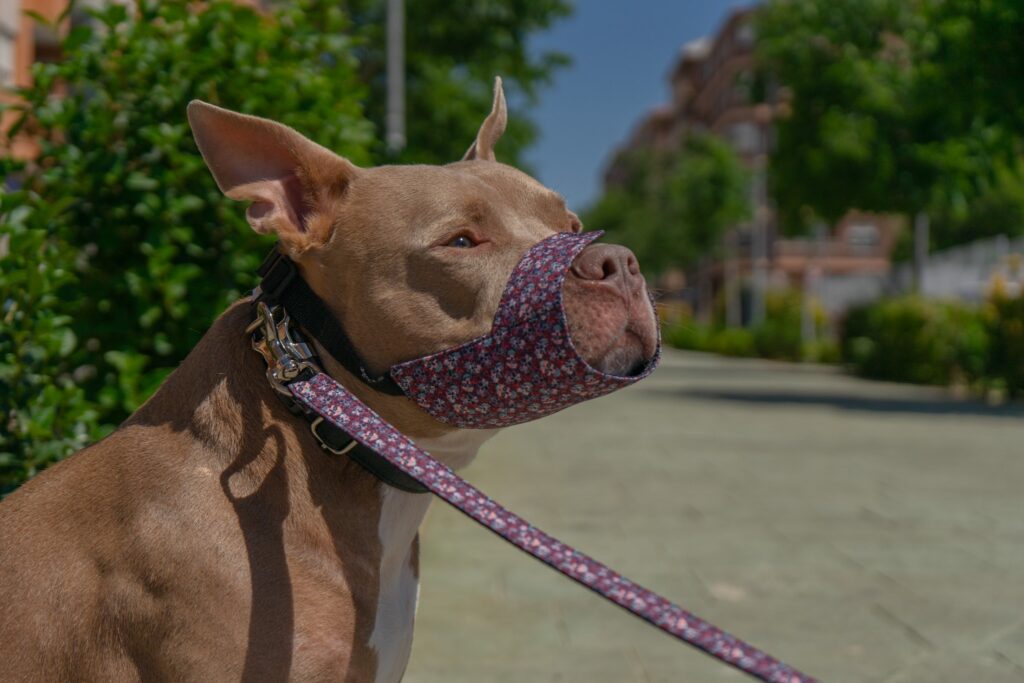 Pamppy vs Amazon y Tiendanimal: ¿Cuál es la mejor opción para comprar collares de perro? - Pamppy