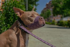 Pamppy vs Amazon y Tiendanimal: ¿Cuál es la mejor opción para comprar collares de perro? - Pamppy