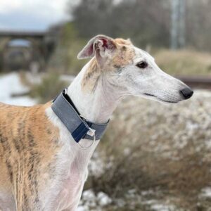Collar Galgo Speedy Regulable Vaquero Desgastado - Pamppy