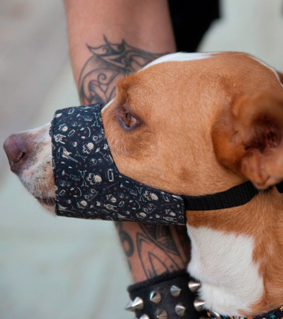 Bozal para perro