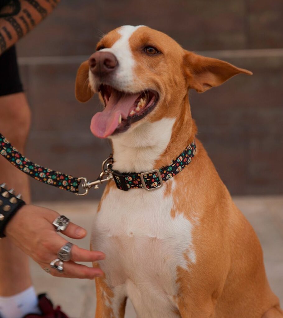Correa para perro Calavera Mexicana - Pamppy
