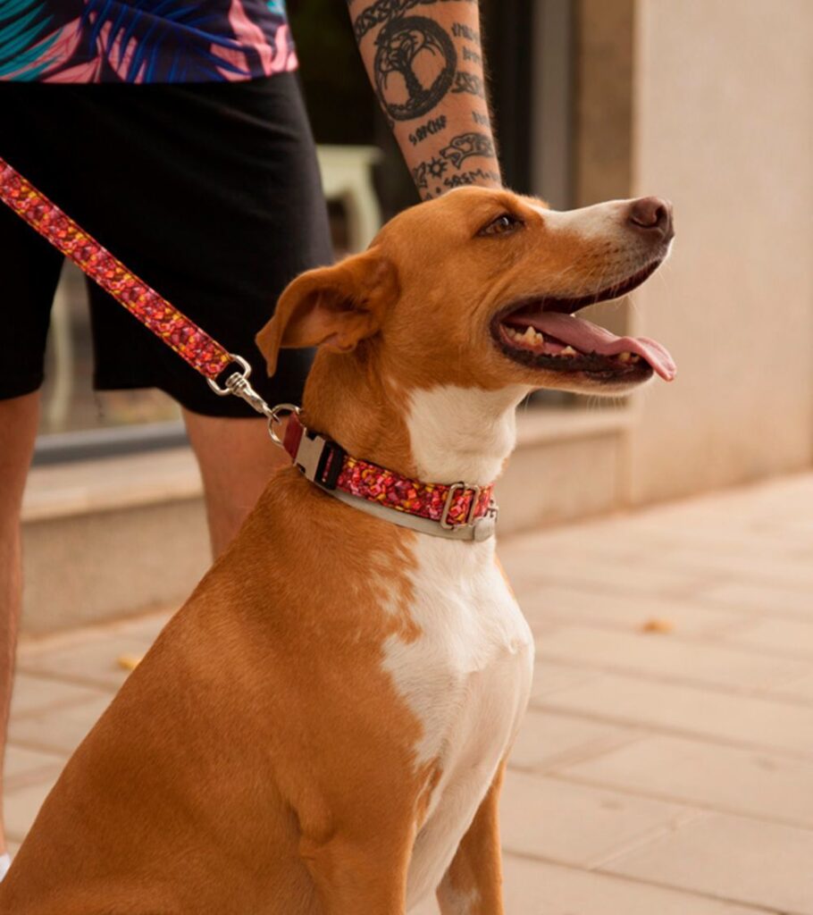 Collar Perro Funny Caramelos - Pamppy