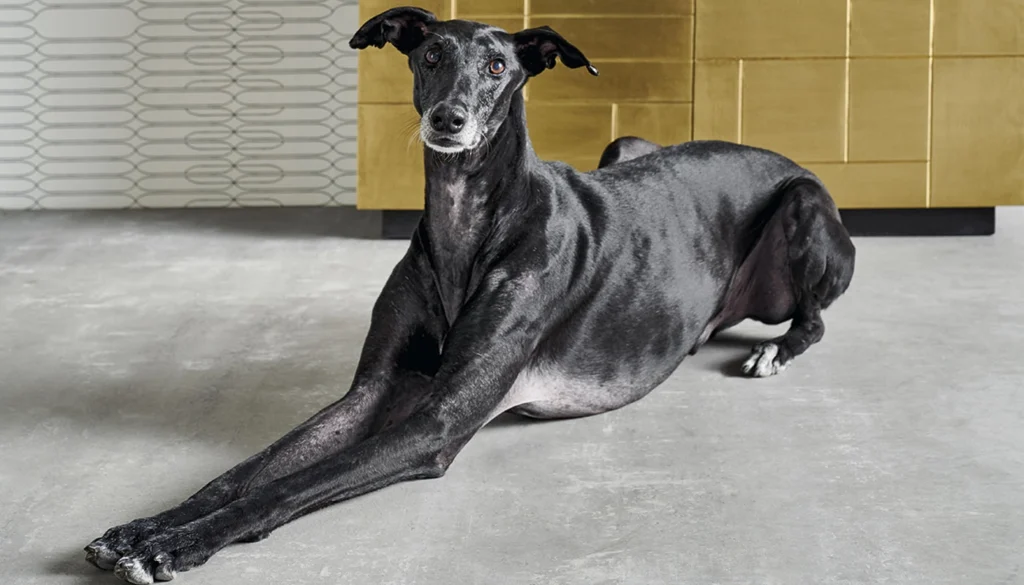Galgos cuidado guia