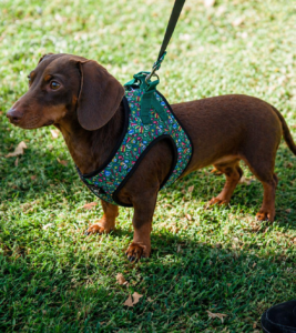 Perro salchica con arnes Pamppy