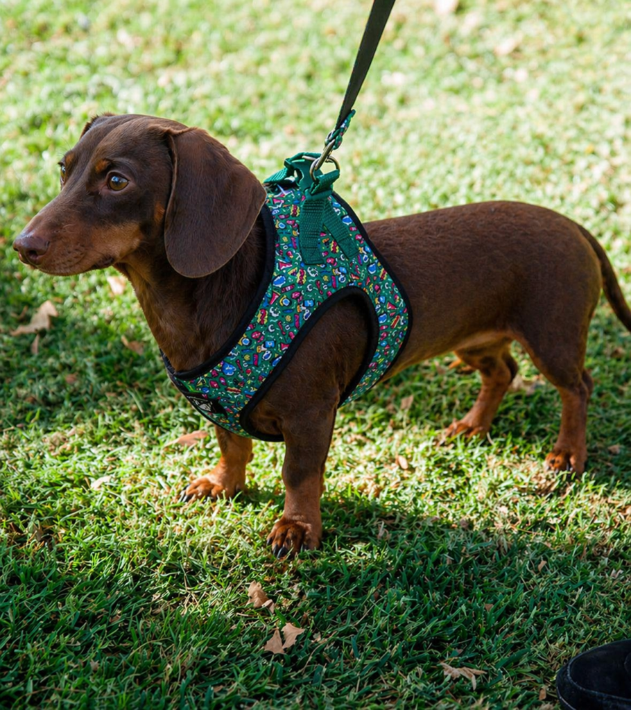 Perro salchica con arnes Pamppy