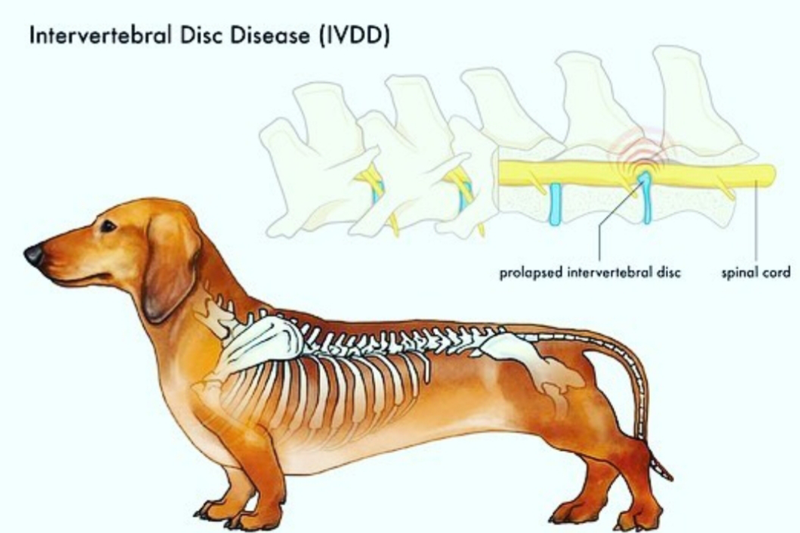 Problemas de disco en la columna de su perro
