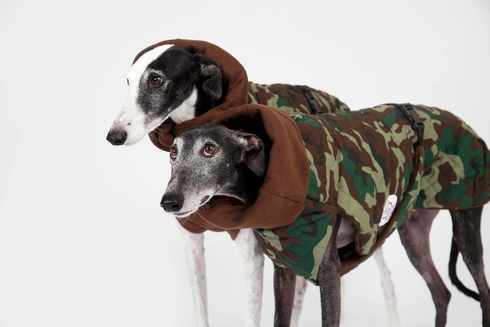 galgo con cahqueta de camuflaje