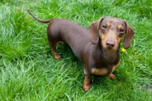 guia de accesorios para perros teckel