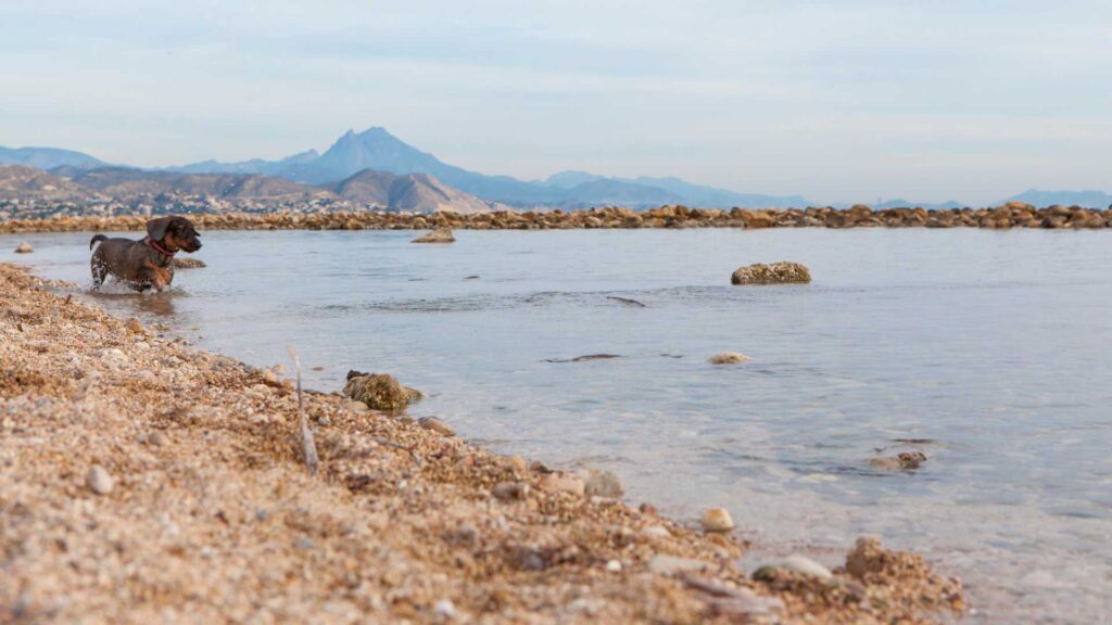 Playa de Punta del Riu (El Campello)