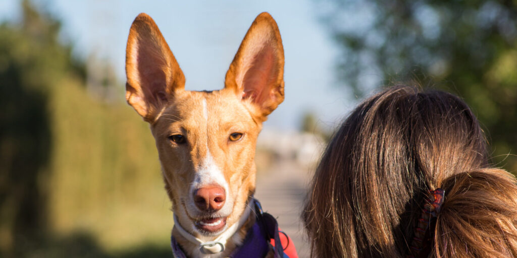 Podenco compañeros de vida