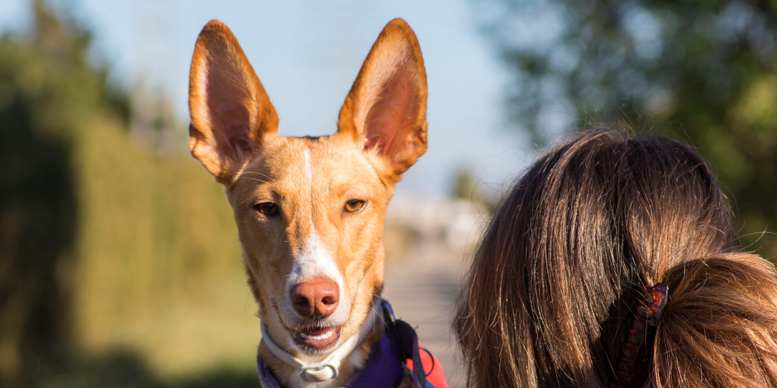 Podenco compañeros de vida